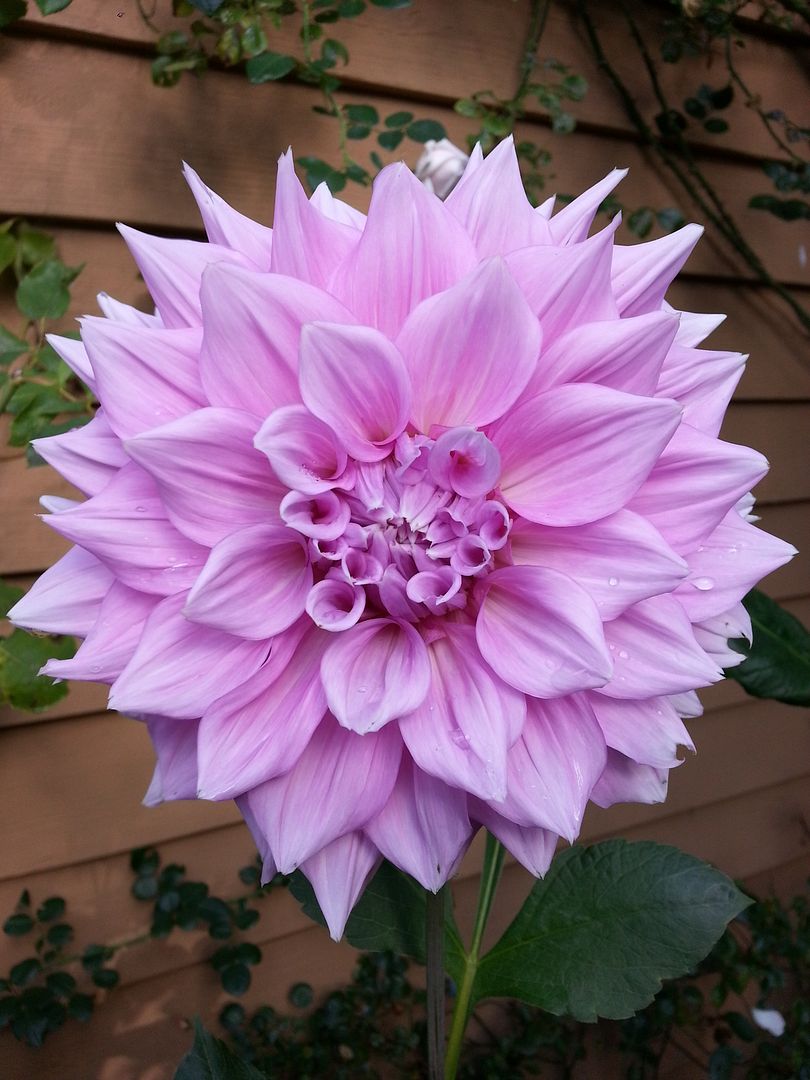  photo 20140925_160729_zpsmm7gpx2u.jpg